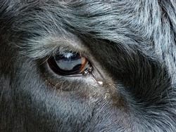 Close up of Cow with Tear in eye and reflection of fence in the eye.