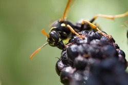 Macro of a paper wasp eating a raspberry
