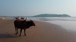 Cows on the beach in India, cows resting on a beach in Goa. Holy Indian cows resting on the sea beach