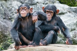 Two playful baby Chimpanzees sitting side by side. 