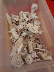 human bones and ashes left after cremation
