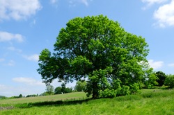 Ash (Fraxinus excelsior) in rural Derbyshire countryside in the UK.