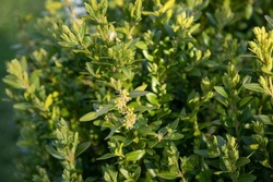 Blooming boxwood. Buxus sempervirens with yellow flowers. Yellow Buxus flowers