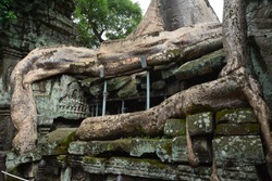 Strong bonding of tree and ruin at Ta Prohm Temble, Siem Reap, Cambodia