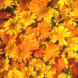 Uniform background of bright orange calendula flowers. Close up, top view. Place for lettering.