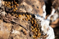 Ladybugs wintering on the bark of a tree.