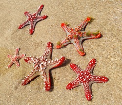 Set (group) of a beautiful red starfishes is on the summer beach in ocean water. Summer time. Kenya, Africa.