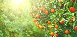 Tangerine tree. Ripe mandarin hanging on branch. Beautiful healthy juicy fruit growing in a sunny garden. Organic, healthy citrus outdoors. Athens, Greece. Copy space.
