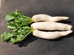 Radish is an edible root vegetable of the family Brassicaceae. Its others name Raphanus raphanistrum subsp, sativus,daikon radish and White radishes. Fresh vegetables for making vitamin salad. 