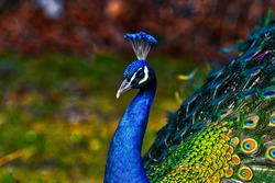Peacock - peafowl with open tail, beautiful representative exemplar of male peacock in great metalic colors