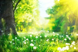 Spring Nature scene. Beautiful Landscape. Park with dandelions, Green Grass, Trees and flowers. Tranquil Background, sunlight. Scenic beauty meadow backdrop