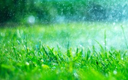 Grass with rain drops. Watering lawn. Rain. Blurred Grass Background With Water Drops closeup. Nature. Environment concept.