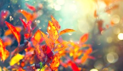 Autumn colorful bright Leaves swinging in a tree in autumnal Park. Autumn colorful background, fall backdrop. Backlit, sun flare. Beautiful nature scene. Autumnal park