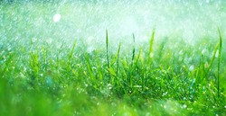 Grass with rain drops. Watering lawn. Rain. Blurred Grass Background With Water Drops closeup. Landscaping. Nature. Garden, gardening backdrop. Environment concept