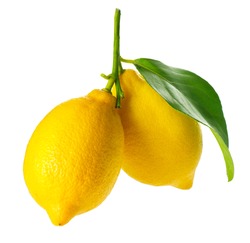 Lemon isolated on a White background. Fresh and Ripe Lemons hanging on a branch with Leaf