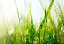 Grass. Fresh green grass with dew drops closeup. Sun. Soft Focus. Abstract Nature Background 