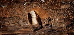 Wood worm makes damage. Woodworm. Bark beetle larvae on the the bark wooden surface. Insect pest spoils raw wood closeup. Wood-Boring Beetle. Holes in furniture. Pests.