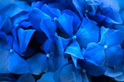 Hydrangea blue flower closeup. Beautiful soft colors Hortensia art design. Beauty deep blue colour Hydrangea flower close up. Watercolor nature floral backdrop. Easter, Birthday, Wedding design