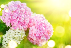 Hydrangea pink flower closeup. Beautiful Hortensia blooming in summer garden. Beauty pink and white colour Hydrangea flower close up. Nature floral backdrop. Easter, Birthday, Nature concept. 