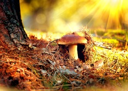 Cep Mushroom Growing in Autumn Forest. Boletus growing under the tree. Mushroom picking 