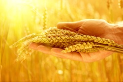 Wheat ears in man's hands. Harvest, harvesting concept, Young farmer in field touching his wheat ears. Crop protection. Cultivated agricultural wheat field. Sun light, backlit 