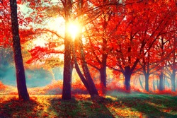 Autumn. Fall scene. Beautiful Autumnal park. Beauty nature scene. Autumn landscape, Trees and Leaves, foggy forest in Sunlight Rays 