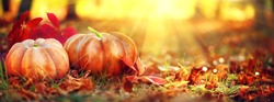 Autumn Thanksgiving day background. Halloween Pumpkins, patch. Beauty Holiday autumn festival concept. Fall scene. Orange pumpkin over beauty bright autumnal nature background. Harvest