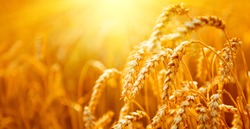 Wheat field. Ears of golden wheat close up. Beautiful Nature Sunset Landscape. Rural Scenery under Shining Sunlight. Background of ripening ears of meadow wheat field. Rich harvest Concept. Ads