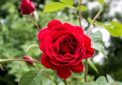 A big red rose after the rain. It can be an illustration for describing idioms. For example 'everything is coming up roses Or -stop and smell the roses