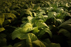 Tobacco big leaf crops growing in tobacco plantation field.Tropical Tobacco green leaf texture,for background