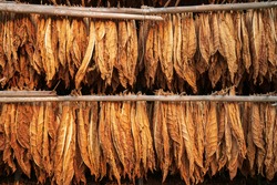 Curing Burley Tobacco Hanging in a Barn.Tobacco leaves drying in the shed.Agriculture farmers use tobacco leaves to incubate tobacco leaves naturally in the barn.