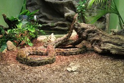 Anaconda in a zoo.A giant snake