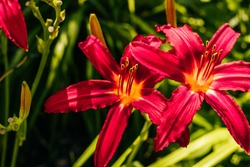 Beautiful red lilium flower with blurred background at the flower garden.