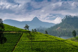 Panorama of tea plantation with Adams peak, Sri Pada, sacred buddhist mountain, Sri Lanka, travel destination