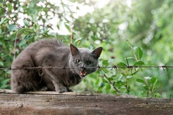 Angry cat growls sitting on fence behind barbed wire. Aggressive grey cat defending his territory.