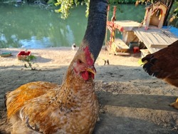 big brown hen or chicken lying near river in nature. animal wallpaper 