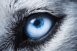 Husky dog eye close up