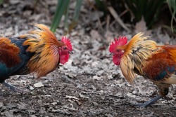 Close-up image of two wild roosters fighting with neck feathers up in the Western Spring park in Auckland