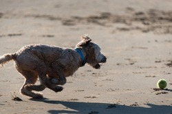 A small dog chasing the ball on the sand beach 