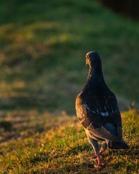 Rock pigeon in the morning sun. Vertical format. 