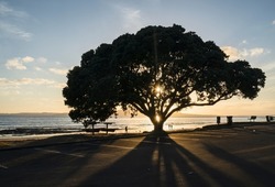 People and dogs walking at Milford beach at sunrise. Sun starbursts through Pohutukawa tree with Rangitoto Island in the distance.  