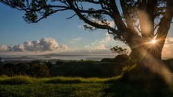 View of Rangitoto Island from Mt Eden summit, sun starbursts shining through Pohutukawa tree, Auckland.