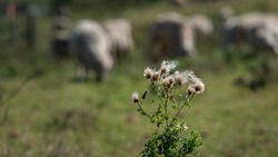 Overblown thistle flowers with white fluffy seeds, selective focus with sheep grazing on grass background.