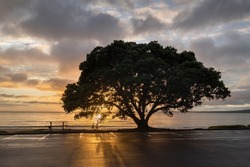 People walking on a beach, Sun shining through a giant Pohutukawa tree, Auckland.   