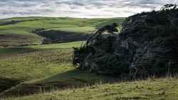 Landscape of Slope Point, trees bent by the extreme winds that blow up from Antarctica. Southernmost point of South Island, New Zealand.