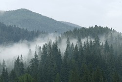 Mountains in the fog, morning in the Carpathians. Coniferous forest in the mountains