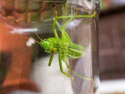 Close up of Green grasshopper, Tettigonia viridissima, inside a jar