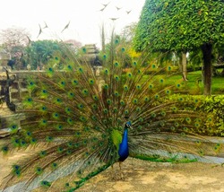 Portrait of beautiful peacock with feathers out at public park.