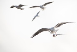 Wild gulls fly in the open sky in autumn