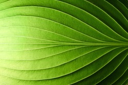 A beautiful fresh green leaf highlighted by the sun. The plant has a beautiful expressive structure.                                